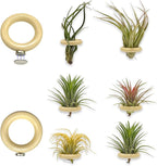 6 Pcs Air Plant Holder Magnet - Small Air Plant Display Stand Airplant Wall Mount Holder Wooden for Live Tropical Plants Home Office Decoration Supplies (Plants Not Included)