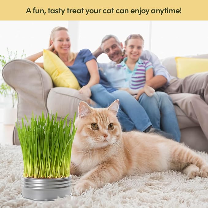 Cat Grass for Indoor Cats Kit - 3 Complete Growing Organic Planter Kits - Grow Your Own Cat Grass - Organic Plant Seeds - Pet Health Supplies Stuff - Gift for Pet Lover