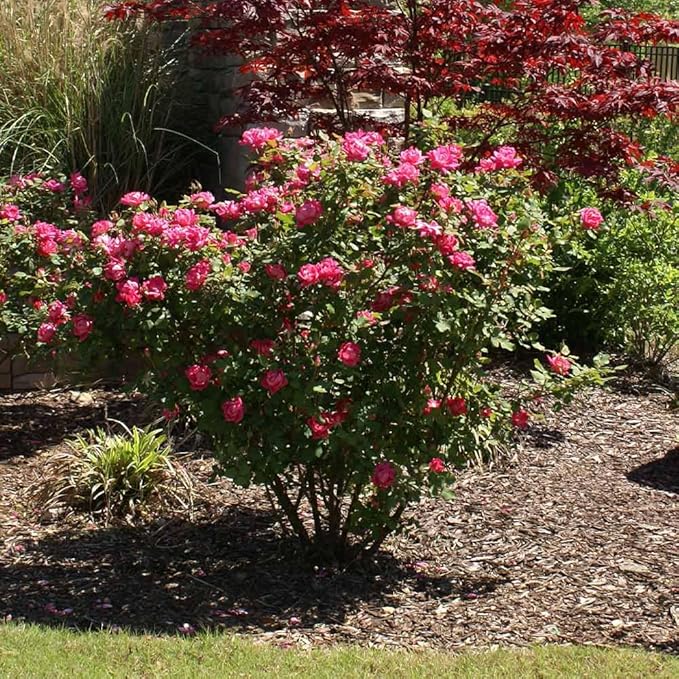 Brighter Blooms - Double Pink Knock Out® Rose Shrub, 1 Gallon - No Shipping to AK, AZ, HI
