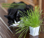 Cat Grass Seeds, Organic Non-GMO Wheatgrass, for Pet or Human Consumption Including Sprouts, Juicing, Smoothies, Instructions for Pets and Humans (24)
