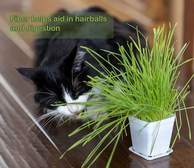 Cat Grass Seeds, Organic Non-GMO Wheatgrass, for Pet or Human Consumption Including Sprouts, Juicing, Smoothies, Instructions for Pets and Humans (24)