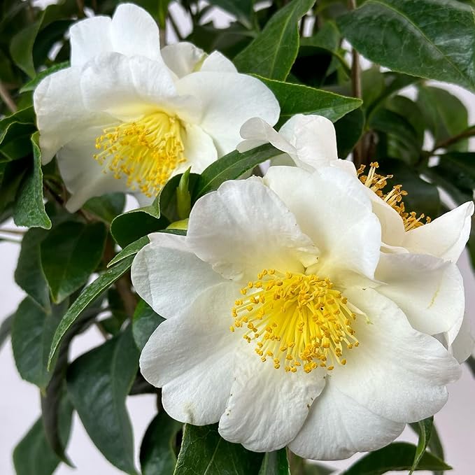 Blooming & Beautiful - Silver Waves Camellia - 3 Gal - Evergreen Shrub - Large White Blooms Yellow Centered - Zones 8-10 - Partial Sun - Camellia Japonica ‘Silver Waves’ - 3 Gallon Pot