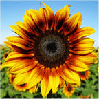 Seed Needs Firecracker Sunflower Seeds for Planting Sunflowers - Hybrid Flower Seed to Plant an Outdoor Home Grown Butterfly Garden (1 Pack)