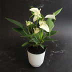 White Anthurium Live Sympathy Plant (Approx 11-14" Tall), Easy to Grow Flowering Houseplant in 4" White Decor Pot by Plants for Pets