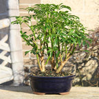 Brussel's Bonsai Live Hawaiian Umbrella Indoor Bonsai Tree - 3 Years Old; 7" to 10" Tall with Decorative Container