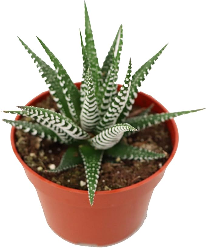 Haworthia Zebra Succulent - 4" from California Tropicals
