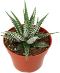 Haworthia Zebra Succulent - 4" from California Tropicals