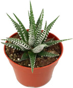 Haworthia Zebra Succulent - 4" from California Tropicals