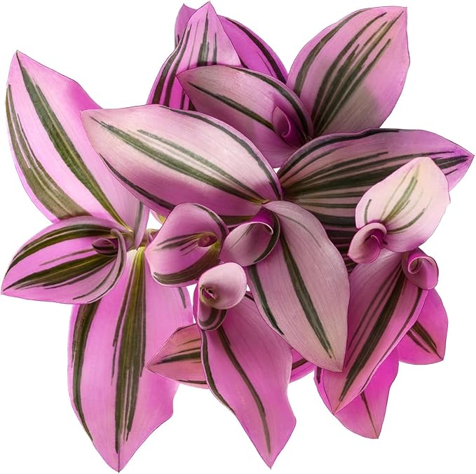 Nanouk Wandering Jew in 2 Inch Starter Pot - Variegated Wandering Jew, Pink and Green, Tiny Mini Pixie Plant