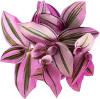 Nanouk Wandering Jew in 2 Inch Starter Pot - Variegated Wandering Jew, Pink and Green, Tiny Mini Pixie Plant