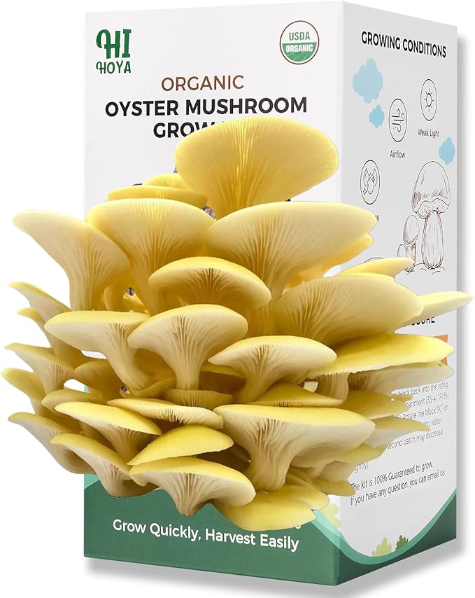 Golden Oyster Mushroom Growing Kit - Organic Edible 4 lbs Mushroom Grow Kit, Grow Your Own Oyster Mushroom at Home, Handmade in USA, Non-GMO, Holiday Gardening Gift