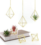 Air Plant Hangers with Chains, 6 Pcs Gold Tillandsia Holders for Wall/Ceiling Decor, 3 Hangers + 3 Stands Set, Boho Indoor Home Office Display, Modern Air Fern Plant Décor