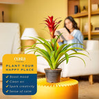 Costa Farms Bromeliad Live Plant | Blooming Flowers, 20-Inches Tall | Live Indoor Houseplant in Garden Flower Pot | Color Varies | Housewarming Gift | Home, Office and Room Decor