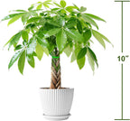 Sprout N Green 8-10" Money Tree with 5 Lucky Braid, Live Plant with White Stripe Pot, Decoration for Indoor Home Office Tabletop Windowsill Side Table, Housewarming Christmas Gift