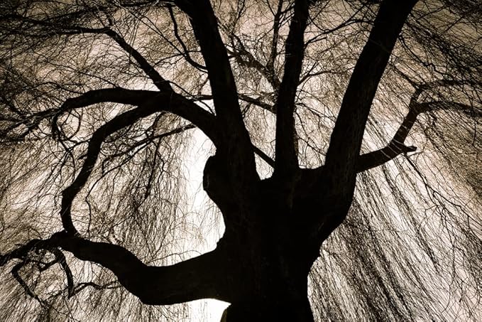 Black Weeping Willow Tree Cuttings for Planting - Rare Black Weeping Willow Trees, Beautiful Arching Canopy, Live Tree Plants for Privacy, Landscaping or Shade (8 Cuttings)