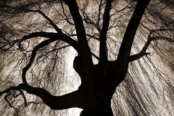 Black Weeping Willow Tree Cuttings for Planting - Rare Black Weeping Willow Trees, Beautiful Arching Canopy, Live Tree Plants for Privacy, Landscaping or Shade (4 Cuttings)