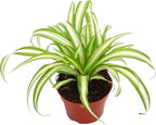 California Tropicals Variegated Spider Plant - Real Live Tropical Houseplant, Perfect for Indoor/Outdoor Home and Office Decoration, Easy Care, Perfect for Pots, Baskets or Patio - 4 Inch