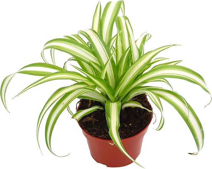 California Tropicals Variegated Spider Plant - Real Live Tropical Houseplant, Perfect for Indoor/Outdoor Home and Office Decoration, Easy Care, Perfect for Pots, Baskets or Patio - 4 Inch
