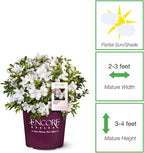 Perfect Plants Encore Autumn Ivory Azalea in 1 Gallon Pot | Live Flowering Shrub for Outdoor Landscapes | Evergreen | Perfect for Foundations & Hedges | Reblooming White Flowers | Zones 7-10