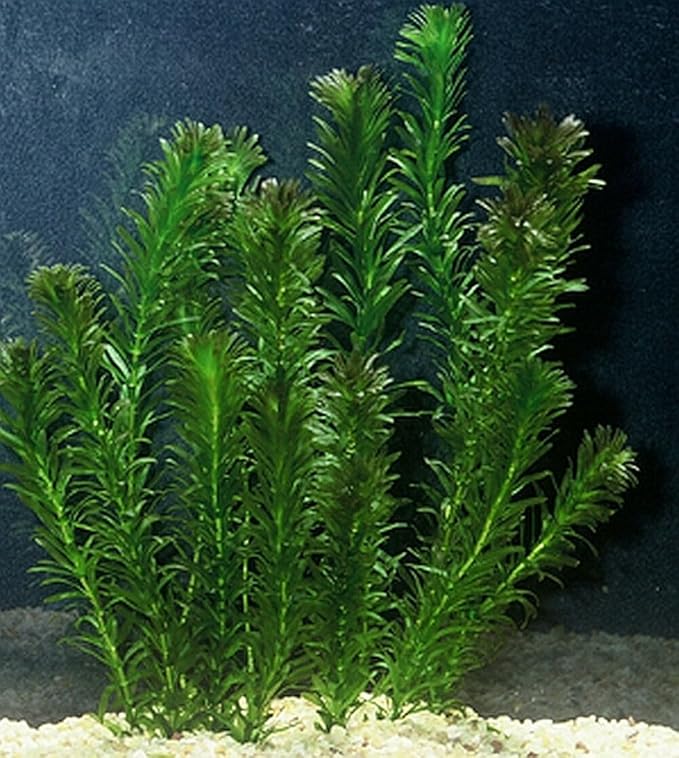 Anacharis Egeria Densa Bunch Live Aquarium Plants (Rooted in 2 Inch Pot)