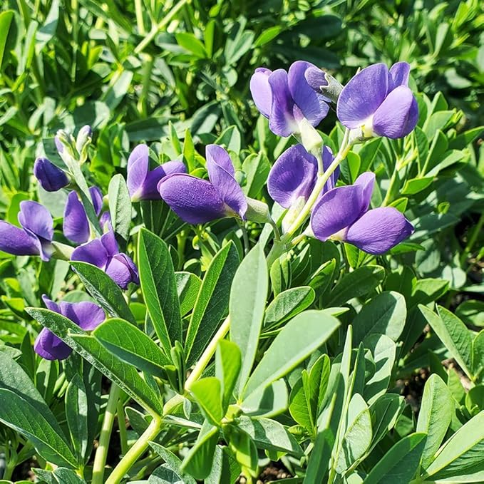 Live Plant from Green Promise Farms - Baptisia Australis, Blue Indigo #1 Gallon Size Container Purple Flowers, This Plant Does NOT Ship to AZ, CA, HI, ID, MT, NV, OR, PR, UT & WA!!