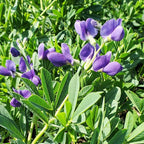 Live Plant from Green Promise Farms - Baptisia Australis, Blue Indigo #1 Gallon Size Container Purple Flowers, This Plant Does NOT Ship to AZ, CA, HI, ID, MT, NV, OR, PR, UT & WA!!