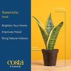 Costa Farms Snake Plant, Small Live Plant in Decorative Pot, Easy to Maintain, Air Purifying Succulent Indoor Houseplant, Assorted Variety, Home, Room, or Office Décor, 8-12 Inches Tall