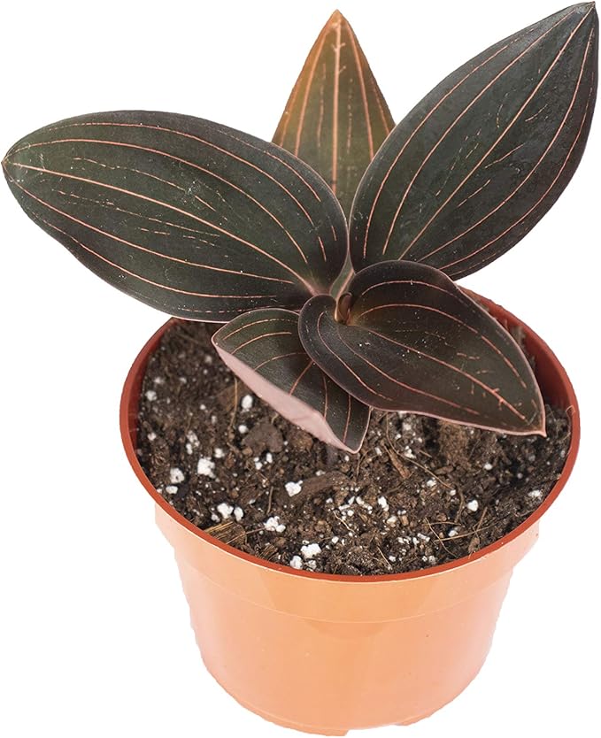Black Jewel Orchid (Ludisia discolor): A Stunning Orchid with Velvety Dark Leaves and Intricate Veining 4 inch Pot from California Tropicals