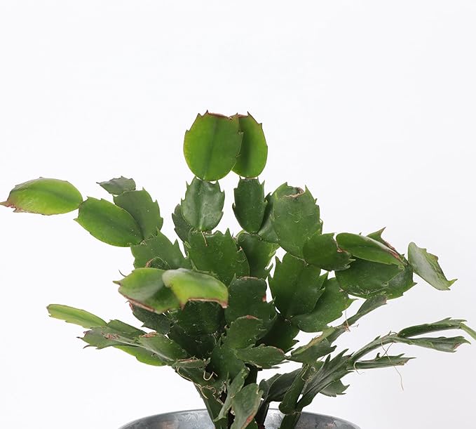 Thorsen's Greenhouse Holiday Cactus, Christmas Cactus, Live Indoor Plant, Pet Safe, 4" Diameter Pot, Classic Pot Cover (Gold)