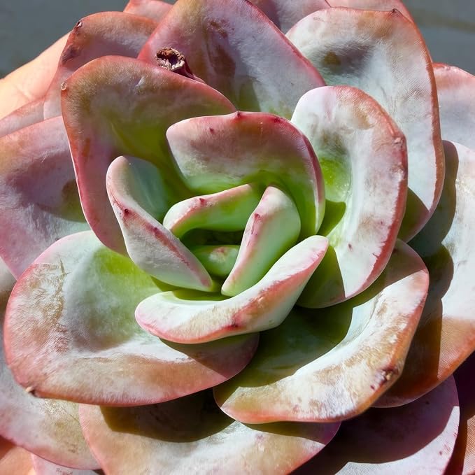 Succulents Plants Live Echeveria Perle von Nürnberg,Mini Succulents Red 3 inches Mini Succulents,Bare Root Without Pot,Succulent Plant Live Decoration Plant Gifts (Blue Swan)