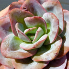 Succulents Plants Live Echeveria Perle von Nürnberg,Mini Succulents Red 3 inches Mini Succulents,Bare Root Without Pot,Succulent Plant Live Decoration Plant Gifts (Blue Swan)