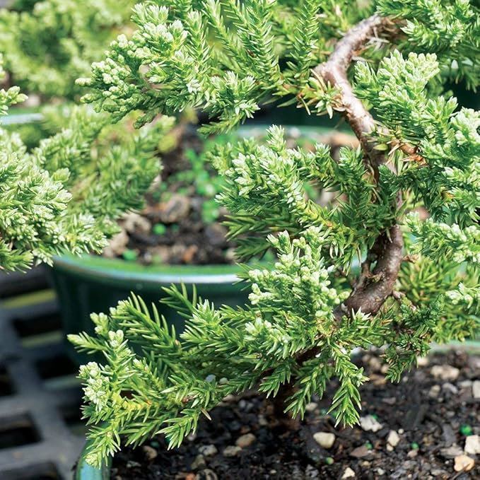 Brussel's Bonsai - Live Green Mound Juniper Bonsai Tree, Outdoor Bonsai Tree Live Plant in Decorative Container, 3 Years Old, 4-6 Inches Tall, Easy Care Bonsai for Patio Garden Decor (Small)