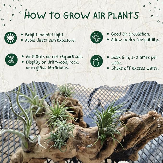 Tillandsia Air Plants, Live Succulents Indoor Plants, Assorted Airplants Variety for Decoration, Terrariums, and Office (12)
