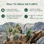 Tillandsia Air Plants, Live Succulents Indoor Plants, Assorted Airplants Variety for Decoration, Terrariums, and Office (12)