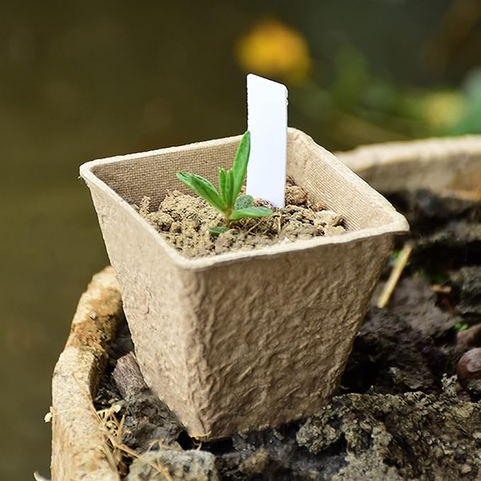 winemana Seed Starter Peat Pots,Biodegradable with Humidity Dome and Labels For Plant Nursery, Seedlings Planting For Indoor Outdoor Garden (Square)36 Set