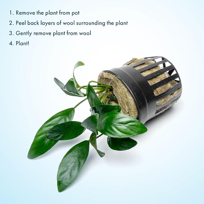 SubstrateSource Anubias Live Aquarium Plants - Potted Freshwater Plant for Fish Tanks, Terrariums - Beginner Friendly Low Light (Congensis Mini, 5 Pots)