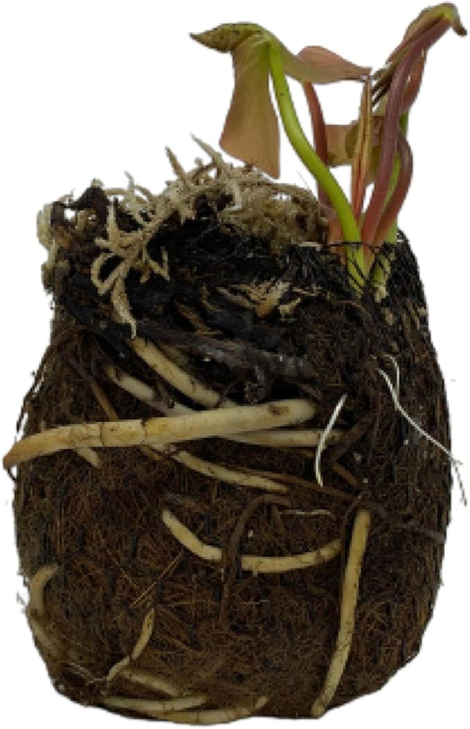 Chalily Water Lily Aquatic Plants Live Lilies Real Small or Big Pond Plant Lilly Ponds Cold Hardy Pads Grow waterlillies Flowering rhizomes Outdoor lilys Waterlily Lillies pre Grown lillys pad RED