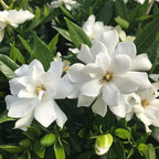 250+ Gardenia Jasminoides Seed Cape Jasmine Climber Vine Lovely White Flowers Highly Fragrant Spectacular Display Garden Outdoor Home