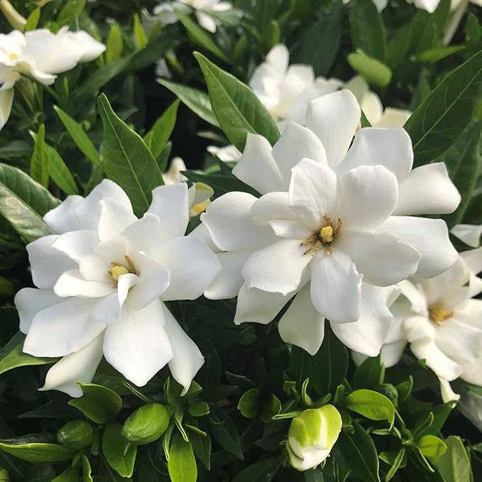250+ Gardenia Jasminoides Seed Cape Jasmine Climber Vine Lovely White Flowers Highly Fragrant Spectacular Display Garden Outdoor Home