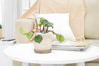 Peperomia Watermelon (6 inch) - Pet-Friendly Houseplants - Attractive Indoor Plants, Easy to Grow, Pet Safe Plants for Cats & Dogs, Ideal for Home Decor, Office & Gift