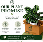Calathea Medallion ROSEO Picta Live Plant - Air Purifier, Home Decor & Room Decor | Elegant Indoor Calathea Prayer Plant, Plants Live Houseplants | Perfect Live Indoor Plants