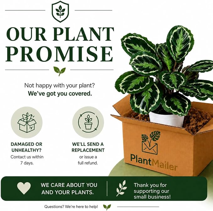 Calathea Medallion ROSEO Picta Live Plant - Air Purifier, Home Decor & Room Decor | Elegant Indoor Calathea Prayer Plant, Plants Live Houseplants | Perfect Live Indoor Plants