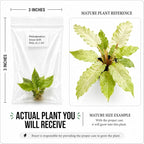 Philodendron Snow Drift Tissue Culture Starter Plant, Simple to Grow Live Plants, Live Plants Indoor for Collectors