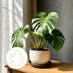 4 Pcs Iron Monstera Plant Support Monstera Trellis with Bamboo Clamp, 6.5x5.5 Inch Plant Stakes for Indoor Plants, Sturdy Metal Frame for Climbing & Thriving Growth (Gold)
