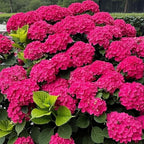 150+ Hydrangea Seeds - Mixed Color Perennial Flowers (Blue, Pink, Red & White) for Garden, Landscape & Wedding Decor – Hardy, Non-GMO, Heirloom Seed for Outdoor Planting & Potted Plants