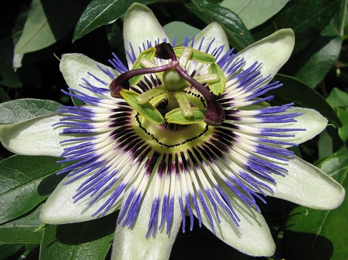Blue Caerulea Passiflora (Passion Flower) Live Plant | 5-9" Tall | Hardy Zone 6-9 | Fast-Growing Indoor/Outdoor Climbing Vine for Trellis & Patio | Exotic Butterfly Attractor