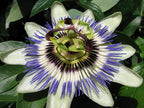 Blue Caerulea Passiflora (Passion Flower) Live Plant | 5-9" Tall | Hardy Zone 6-9 | Fast-Growing Indoor/Outdoor Climbing Vine for Trellis & Patio | Exotic Butterfly Attractor