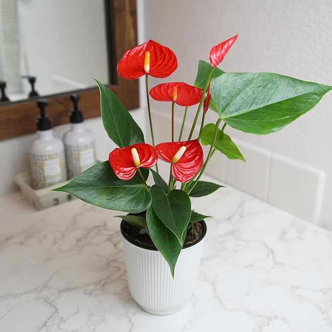 Altman Plants Red Anthurium Live Plant Decor in 4 Inch White Plastic Plant Pot, Easy to Grow Desk Plant, Easy Plant Gift, Decorative Indoor Plant, Live Anthuriums Live Plants Grown in Potting Soil Mix