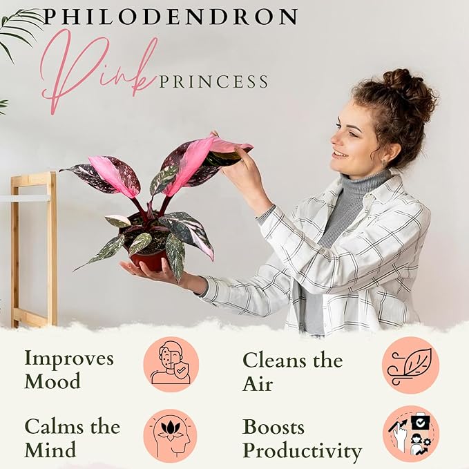 4 Inches Philodendron Pink Princess Live Plant with 4" Pot - Philodendron Plant Live Easy to Grow and Air Purifying - Indoor Houseplants for Home Office Wedding Decor & Gift Idea(Heat Pack Included)