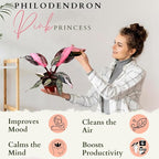 4 Inches Philodendron Pink Princess Live Plant with 4" Pot - Philodendron Plant Live Easy to Grow and Air Purifying - Indoor Houseplants for Home Office Wedding Decor & Gift Idea(Heat Pack Included)